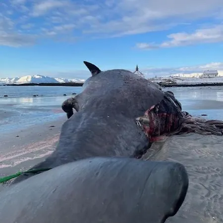 Gardshytten, Dverbergveien 143 بيت خشبي *